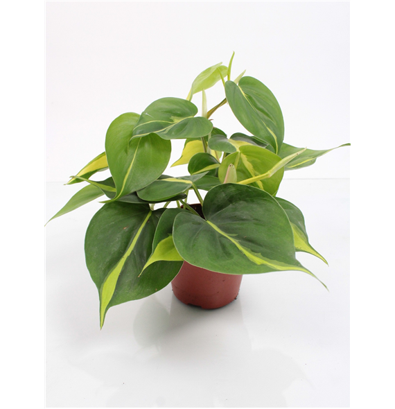 Philodendron scandens 'Brasil' F00002095