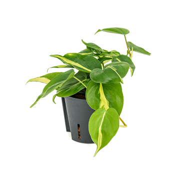 Philodendron scandens 'Brasil' 2PHGBHA10