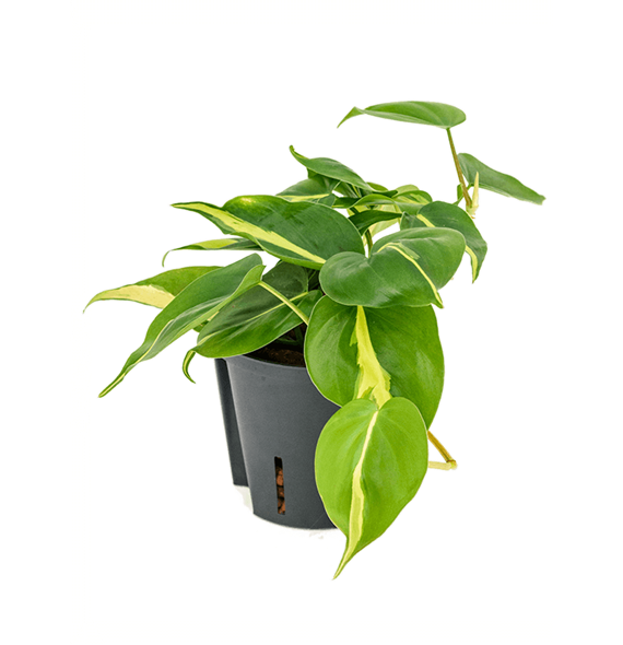 Philodendron scandens 'Brasil' 2PHGBHA10