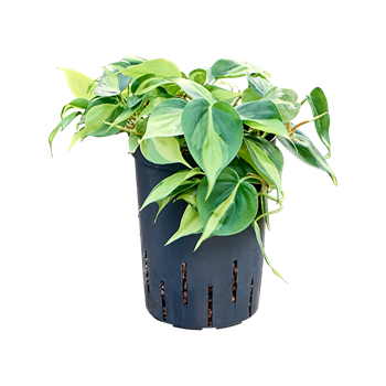 Philodendron scandens 'Brasil' 1PHGBBP10