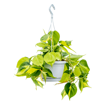 Philodendron scandens 'Brasil' 4PHSBHA17