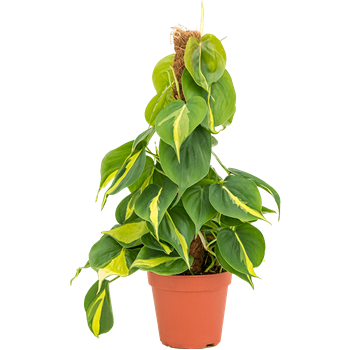 Philodendron scandens 'Brasil' 4PHGBMK15