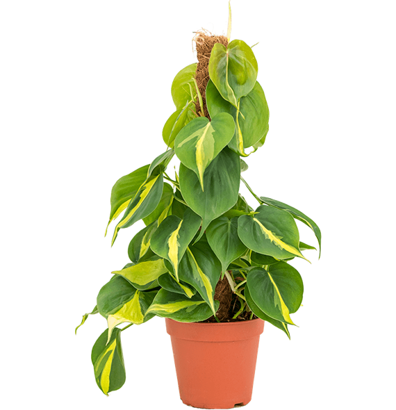 Philodendron scandens 'Brasil' 4PHGBMK15