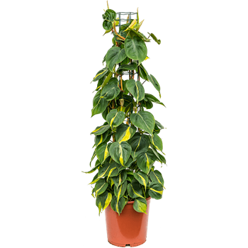 Philodendron scandens 'Brasil' 4PHSBZU24