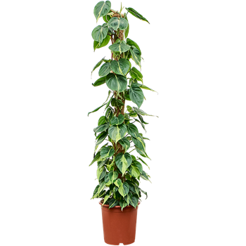 Philodendron scandens 'Brasil' 4PHSBMK27
