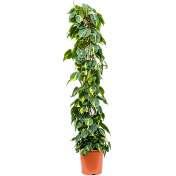 Philodendron scandens 'Brasil' 4PHSBZU30
