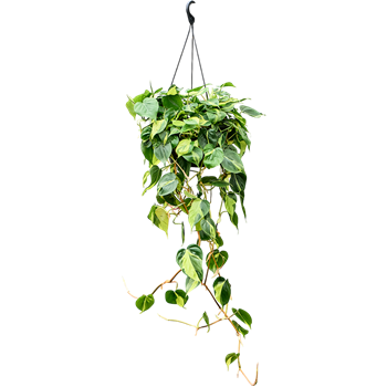 Philodendron scandens 'Brasil' (50-60) 4PHGBHA11