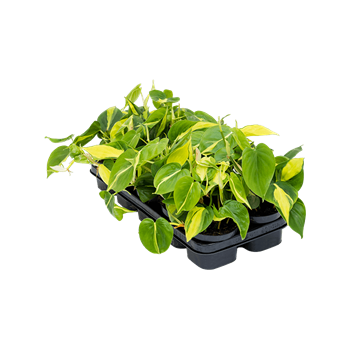Philodendron scandens 'Brasil' 10/tray 4PHSBHA05