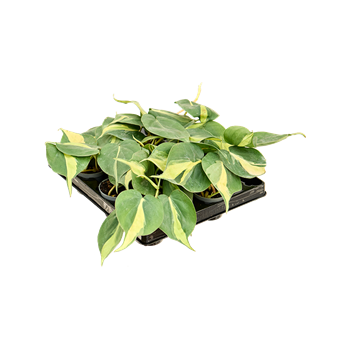 Philodendron scandens 'Brasil' 12/tray 4PHSBBP01