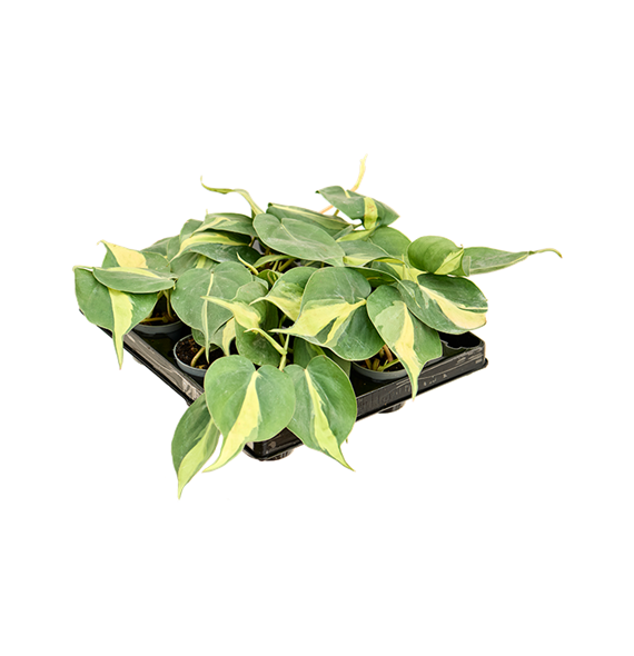 Philodendron scandens 'Brasil' 12/tray 4PHSBBP01