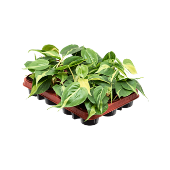 Philodendron scandens 'Brasil' 12/tray 4PHSBHA08