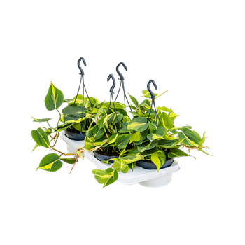 Philodendron scandens 'Brasil' 4/tray 4PHSBHA15