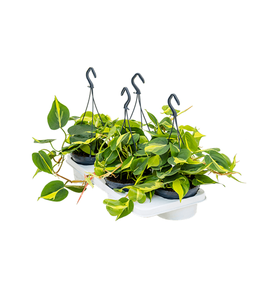 Philodendron scandens 'Brasil' 4/tray 4PHSBHA15