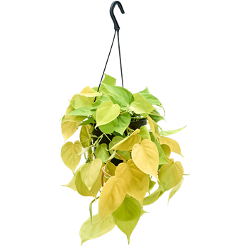 Philodendron scandens 'Lemon Lime' 4PHSLHA17
