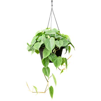 Philodendron scandens (50-60) 4PHSCHA03