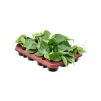 Philodendron scandens 12/tray 4PHSCHA20