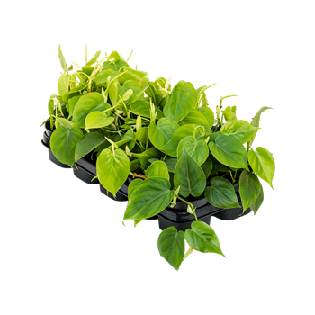 Philodendron scandens 10/tray 4PHSCHA07