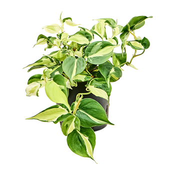 Philodendron scandens 'Rio' 2PHSRHA13
