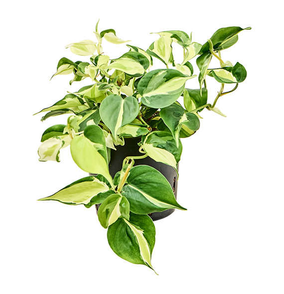 Philodendron scandens 'Rio' 2PHSRHA13