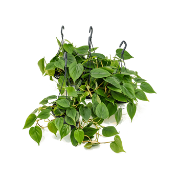 Philodendron scandens 4/tray 4PHSCHA10