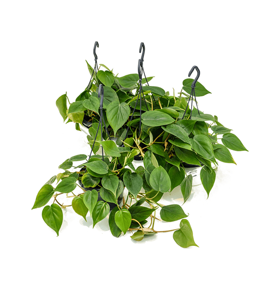 Philodendron scandens 4/tray 4PHSCHA10