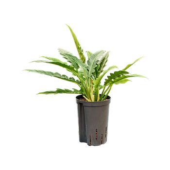 Philodendron selloum 'Narrow' 1PHNABU02