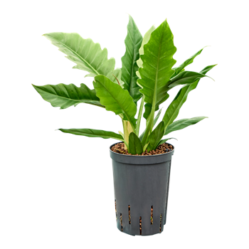 Philodendron selloum 'Narrow' 1PHNABU15