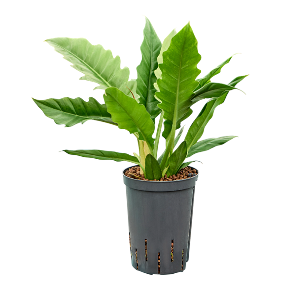 Philodendron selloum 'Narrow' 1PHNABU15