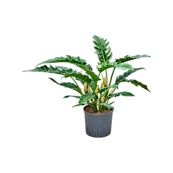 Philodendron selloum 'Narrow' 1PHNABU22