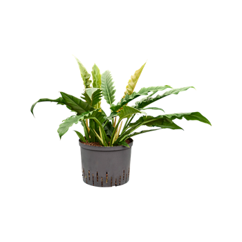 Philodendron selloum 'Narrow' 1PHNABU25