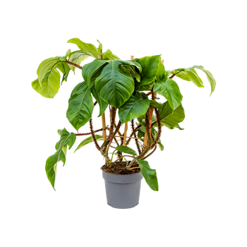 Philodendron squamiferum 4PHSQBU17