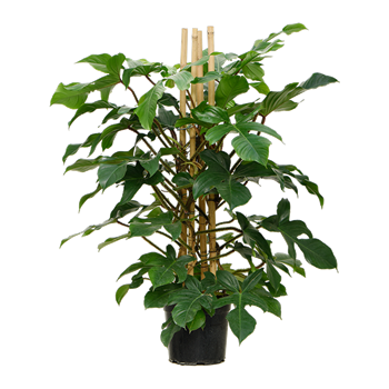 Philodendron squamiferum 4PHSQPY24