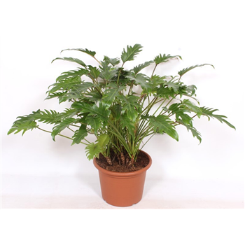 Philodendron xanadu F00005324