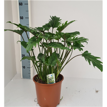 Philodendron xanadu F00001866