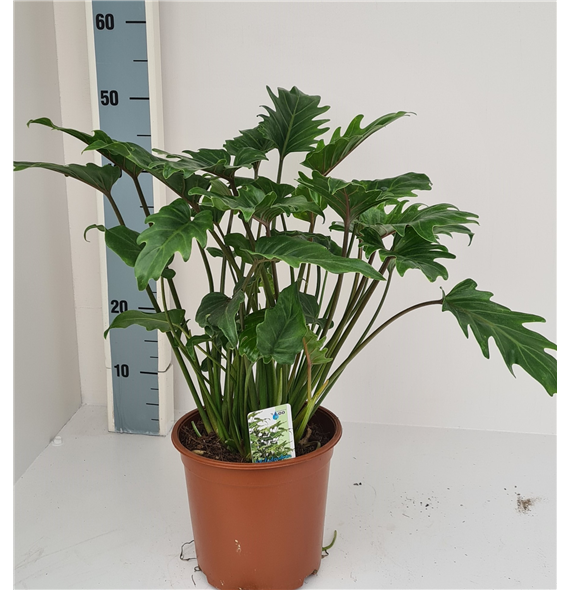Philodendron xanadu F00001866