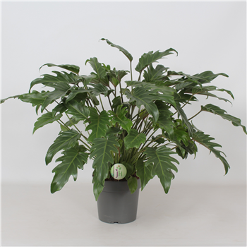 Philodendron xanadu F00001205