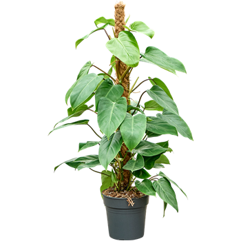 Philodendron ‘Emerald Queen’ 4PHEQMK21