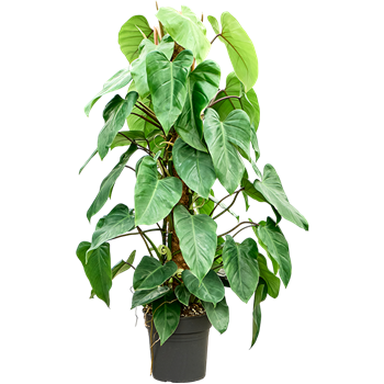 Philodendron ‘Emerald Queen’ 4PHEQMK24
