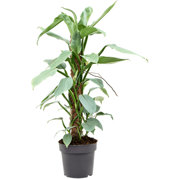 Philodendron ‘Silver Queen’ 4PHSQMK60