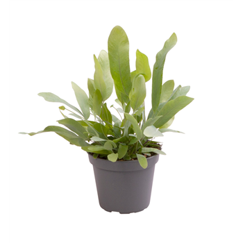 Phlebodium aureum 'Blue Star' 12/tray F00002057