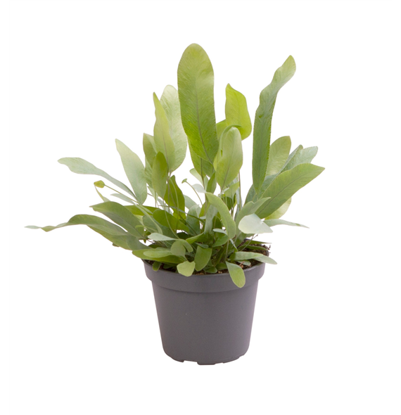 Phlebodium aureum 'Blue Star' 12/tray F00002057