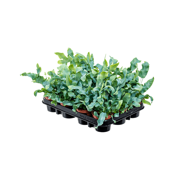 Phlebodium aureum 'Blue Star' 12/tray 4PHBSBU05