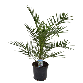 Palma Phoenix canariensis F00004368