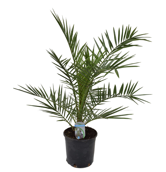 Palma Phoenix canariensis F00004368