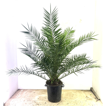 Palma Phoenix canariensis F00004374