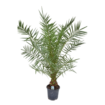 Palma Phoenix canariensis F00004371