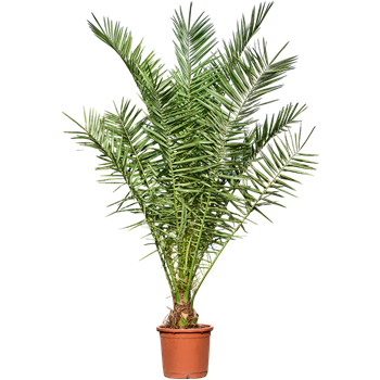 Palma Phoenix canariensis F00004372