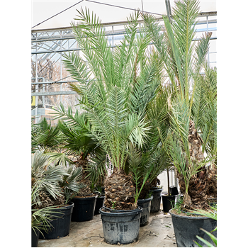 Palma Phoenix dactylifera 5PHDASS10