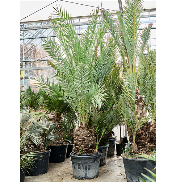 Palma Phoenix dactylifera 5PHDASS10