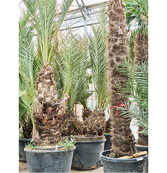 Palma Phoenix dactylifera 5PHDA2S40